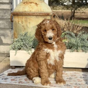 Frankie Goldendoodle