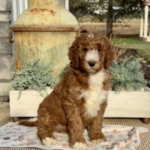 Fonzi Goldendoodle