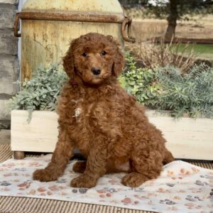 Flo Goldendoodle