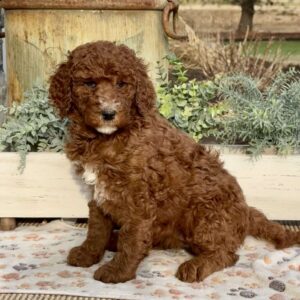 Fran Goldendoodle