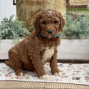 Austin Goldendoodle