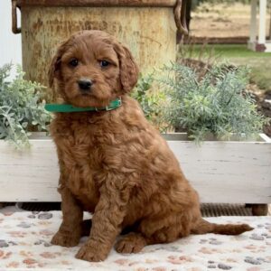 Andy Goldendoodle