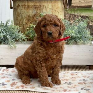 Alexis Goldendoodle