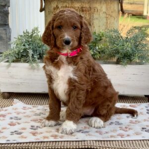 Valerie Goldendoodle