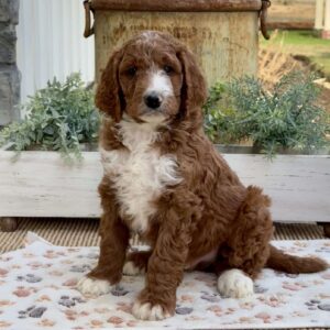 Viper Goldendoodle