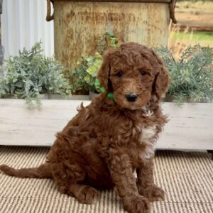 Violet Goldendoodle