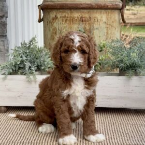 Vergil Goldendoodle