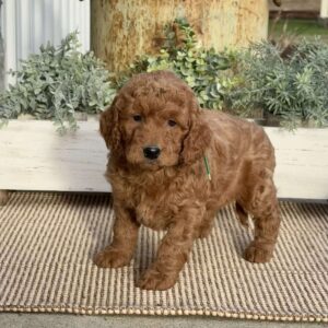 Maple Mini Goldendoodle