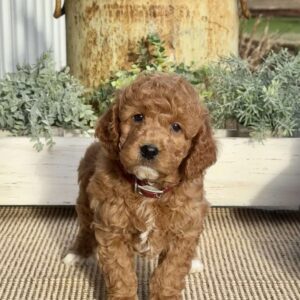 Mack Mini Goldendoodle