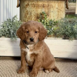 Missy Mini Goldendoodle