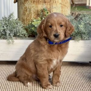 Murphy Mini Goldendoodle
