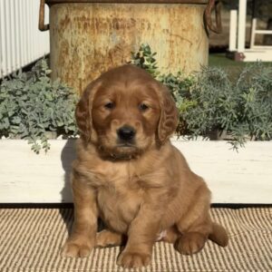 Heidi Golden Retriever