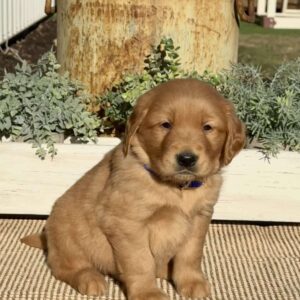 Harley Golden Retriever