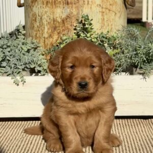 Holly Golden Retriever