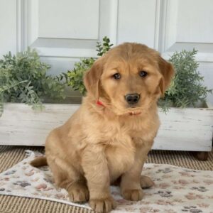 Sweetie Golden Retriever