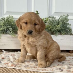 Shaggy Golden Retriever