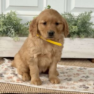 Sassy Golden Retriever