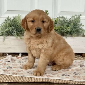 Smokey Golden Retriever