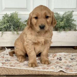 Shadow Golden Retriever