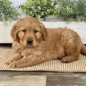 Bingo Golden Retriever