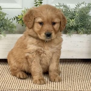 Blossom Golden Retriever