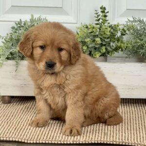 Blaze Golden Retriever