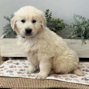 Digger Golden Retriever