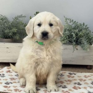 Dodger Golden Retriever