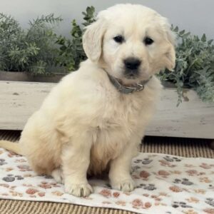 Dozer Golden Retriever