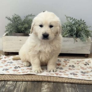 Dude Golden Retriever