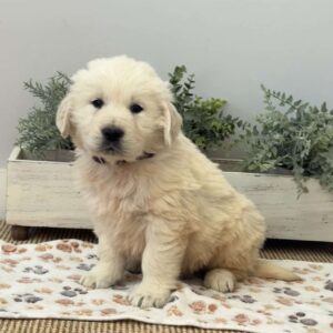 Dexter Golden Retriever