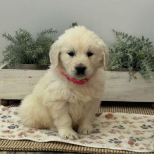 Dolly Golden Retriever