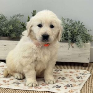 Dash Golden Retriever