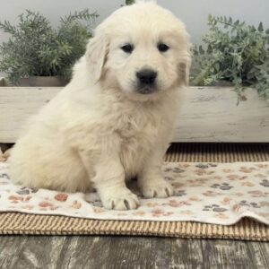 Diesel Golden Retriever