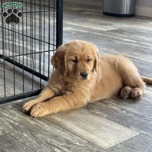 Kora Golden Retriever