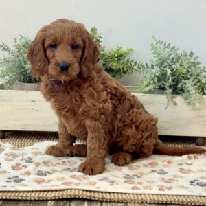 Patsy Goldendoodle