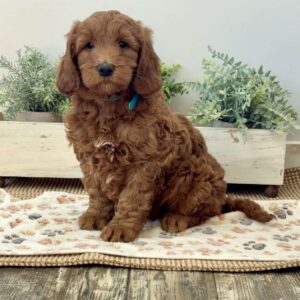 Paisley Goldendoodle