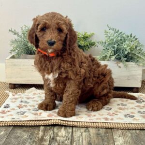 Peter Goldendoodle