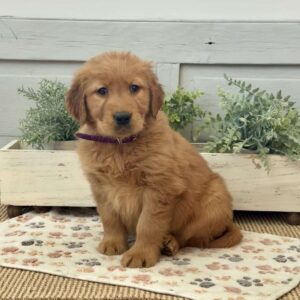 Chip Golden Retriever
