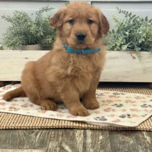 Charlotte Golden Retriever