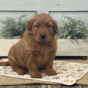 Chuck Golden Retriever