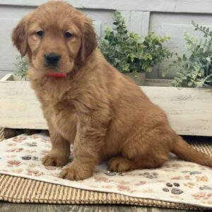 Cherry Golden Retriever