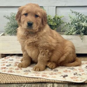 Conan Golden Retriever