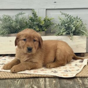 Cheyenne Golden Retriever