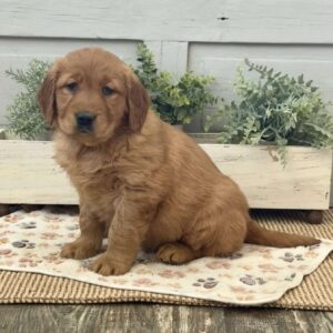 Chloe Golden Retriever