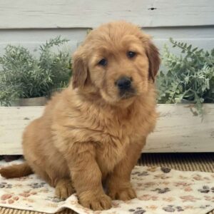 Champ Golden Retriever