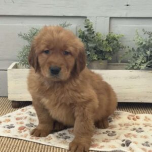 Clyde Golden Retriever