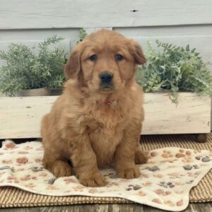 Caroline Golden Retriever