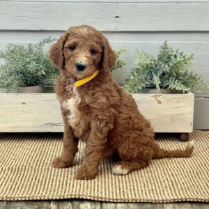 Kane Goldendoodle