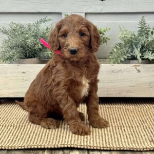 Kitty Goldendoodle